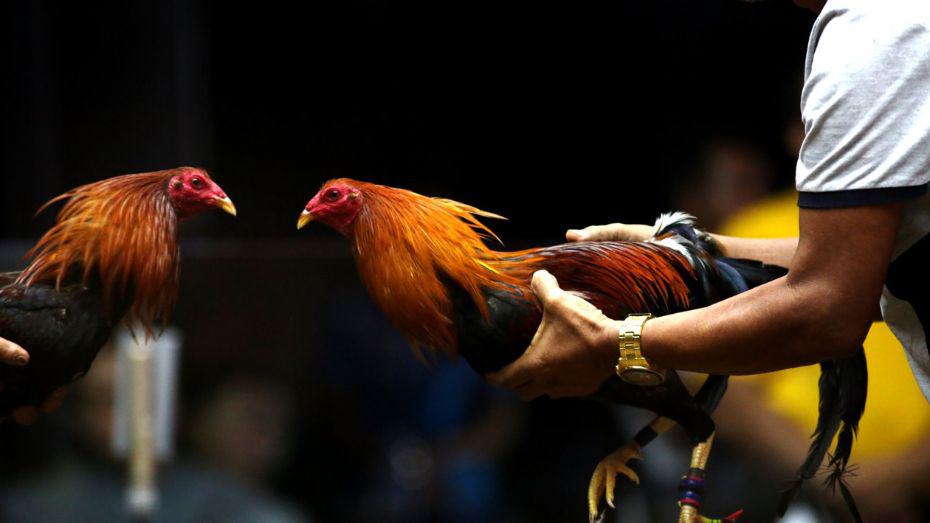 Bet on Fighting Roosters