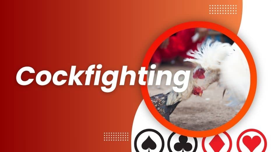 Online Cockfighting